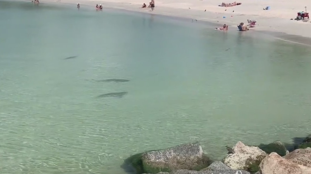 Juvenile shark study underway in Tampa Bay